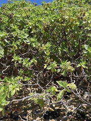 Heliotropium arboreum