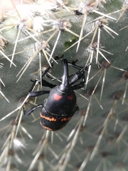 Cactophagus spinolae