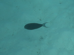 Acanthurus nigricauda