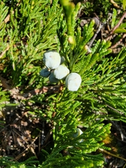Juniperus horizontalis