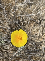 Eschscholzia