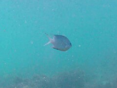 Acanthochromis polyacanthus