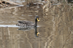 Anas undulata undulata
