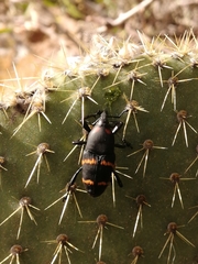 Cactophagus spinolae