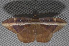 Hemeroblemma opigena