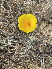 Eschscholzia
