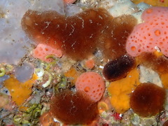 Aplidium fuscum