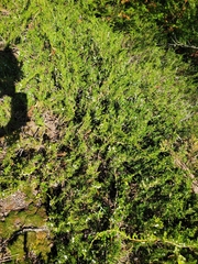 Juniperus horizontalis