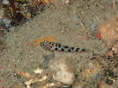 Thorogobius ephippiatus