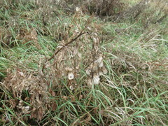 Cirsium arvense integrifolium