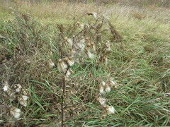 Cirsium arvense integrifolium