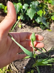 Phalaris canariensis