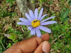 Felicia aethiopica