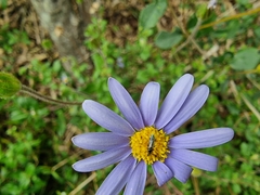 Felicia aethiopica