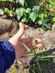 Phalaris canariensis