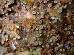 Polycyathus muellerae