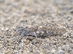 Sphingonotus rubescens