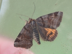 Euclidia glyphica