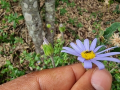 Felicia aethiopica