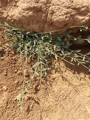 Verbena brasiliensis