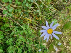 Felicia aethiopica