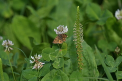 Euclidia glyphica