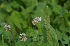 Euclidia glyphica