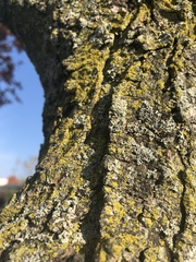 Chrysothrix xanthina