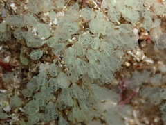 Pycnoclavella communis