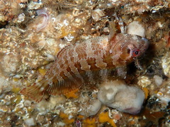 Parablennius gattorugine