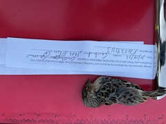 Ammodramus savannarum