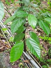 Ficus irisana