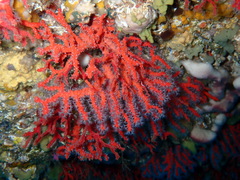 Corallium rubrum