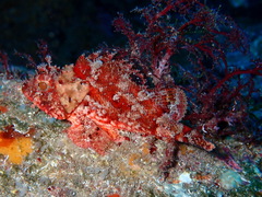 Scorpaena notata