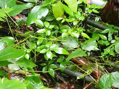 Causonis corniculata