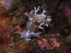 Duvaucelia lineata