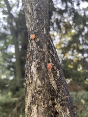Nectria cinnabarina