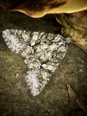 Dryobotodes intermissa