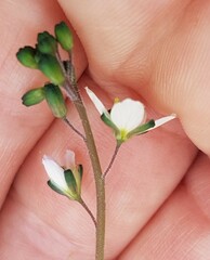 Heliophila acuminata