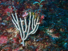 Eunicella singularis