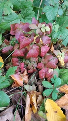 Rubus caesius