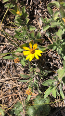 Heterotheca villosa