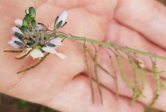 Heliophila acuminata