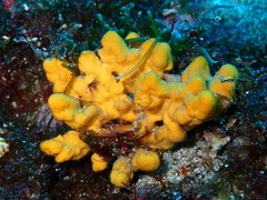 Axinella verrucosa