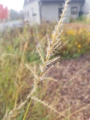 Echinochloa walteri
