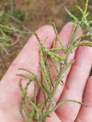 Heliophila acuminata