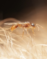 Myrmica ruginodis