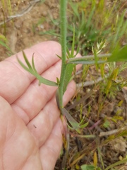 Heliophila acuminata