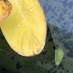 Tetragnatha laboriosa