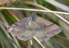 Phytometra viridaria